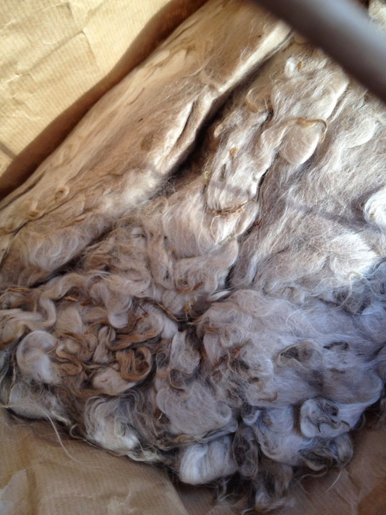 Alpaca fleece