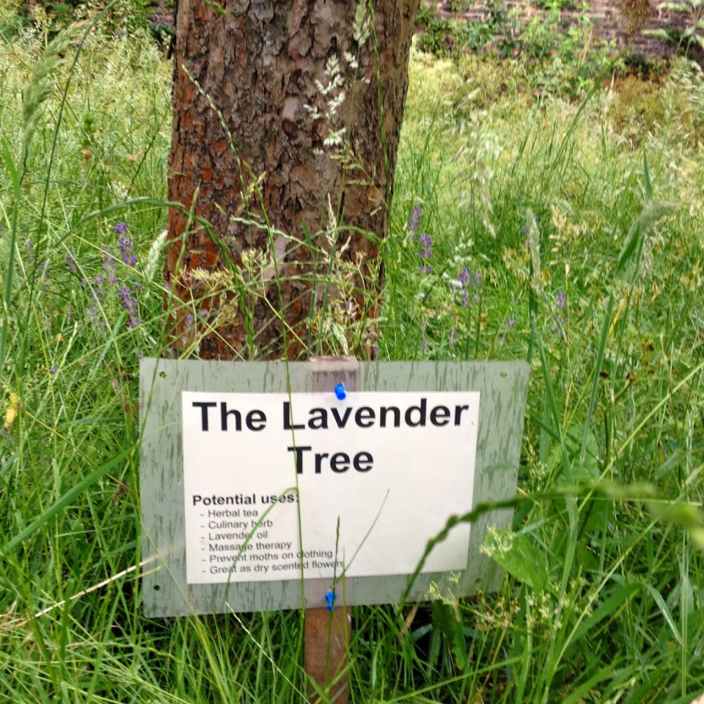 Open garden squares weekend - Hampstead garden