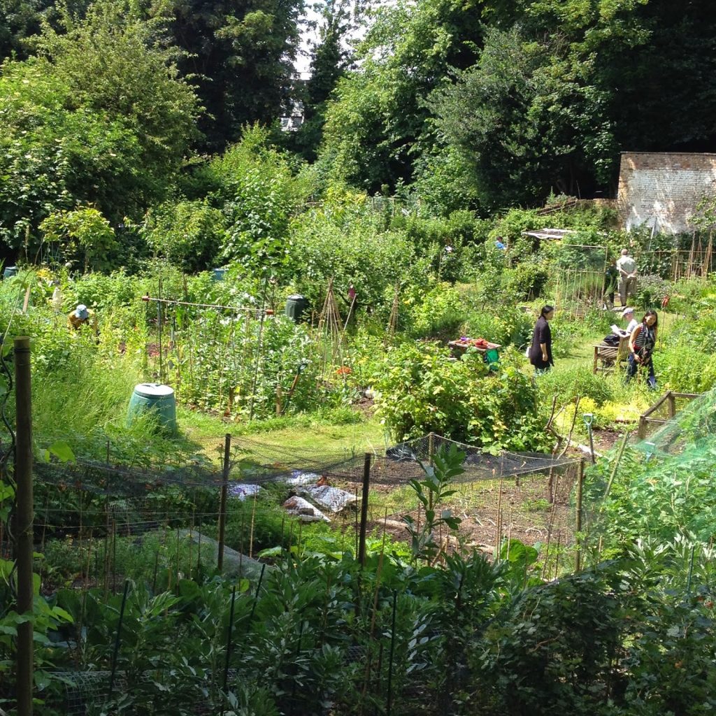 Open garden squares weekend - Branch Hill Allotments, Hampstead 
