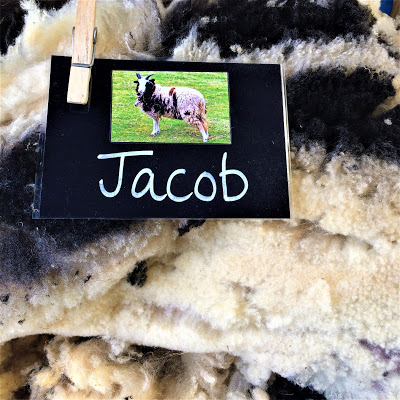 Jacob Sheep Label and Fleece