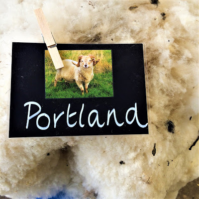 Portland Sheep Label and Fleece