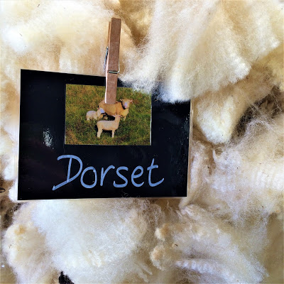 Dorset Sheep Label and Fleece