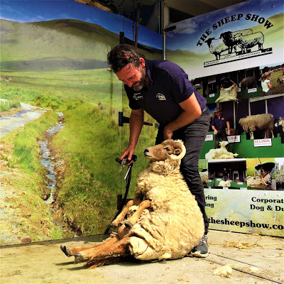 Man shearing sheep